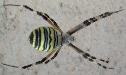 Argiope bruennichi